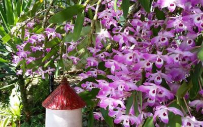 Orquídeas: aprenda como cultivar no curso online