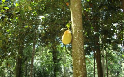 Parque Lage é um passeio pela mata tropical carioca