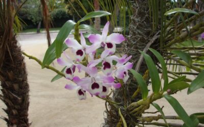 Conheça a orquídea que mais floresce