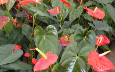 Plantas venenosas são mais comuns do que você imagina!