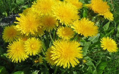 Você já ouviu falar de PANC, plantas alimentícias não convencionais?