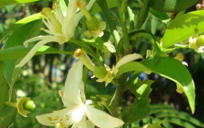 Veja como as flores das plantas se transformam  em frutas