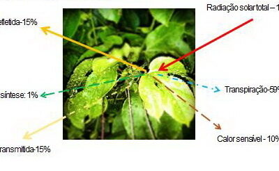 A árvore é o melhor condicionador térmico natural, entenda