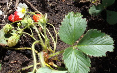 Morangos são fáceis para cultivar em casa sem agrotóxicos