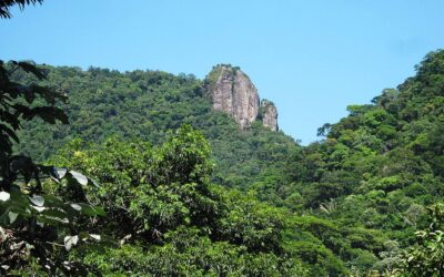 Antiga fazenda de café virou a maior floresta urbana replantada do planeta