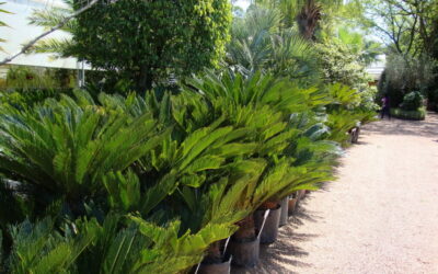 Cica: uma planta resistente e elegante para o jardim