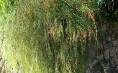 Dicas de 5 plantas com flor que são resistentes para cultivar no jardim