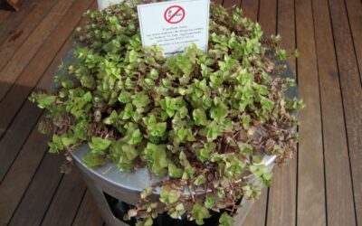 Cinzeiros se transformam em vasos no shopping center