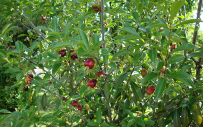 Que tal comer frutas direto da árvore no trabalho?