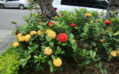 Colorindo o jardim com Ixora, arbusto florido que enfeita o jardim