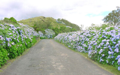 Época de hortênsias não apenas na Serra; que tal um jardim na sua casa?