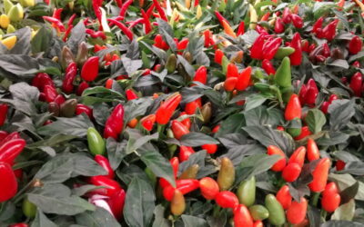 Pimenta é fácil de cultivar no jardim