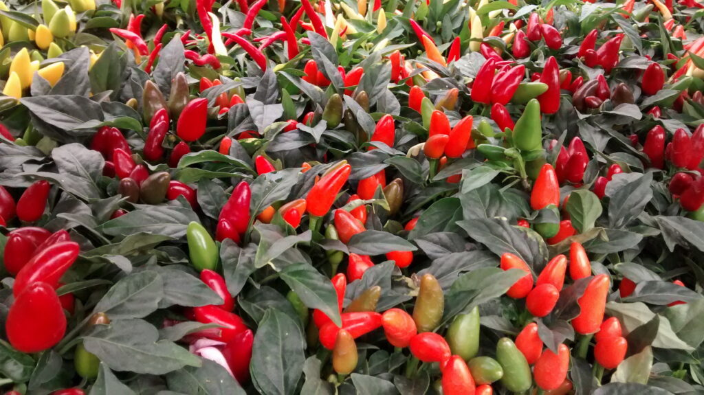 Pimenta é fácil de cultivar no jardim