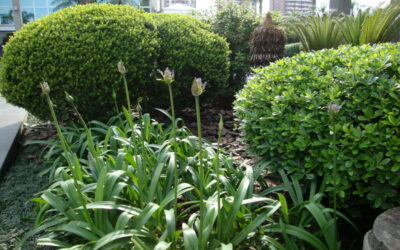 Renove o jardim com flores para as festas de fim de ano