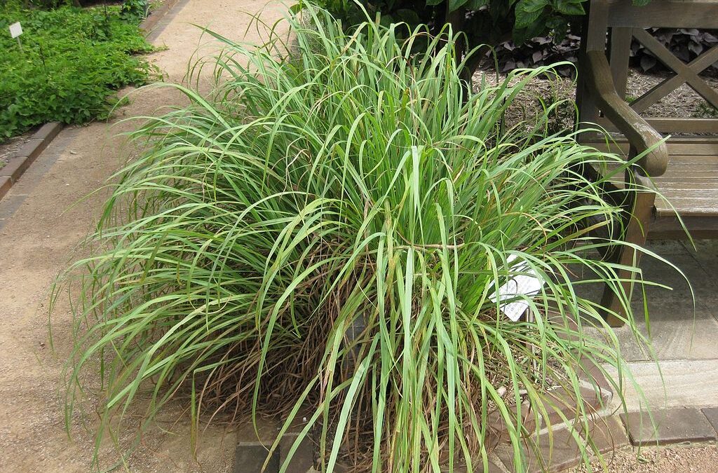 Calma! Cultive e tome chás para lidar com o estresse