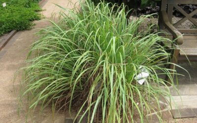 Calma! Cultive e tome chás para lidar com o estresse