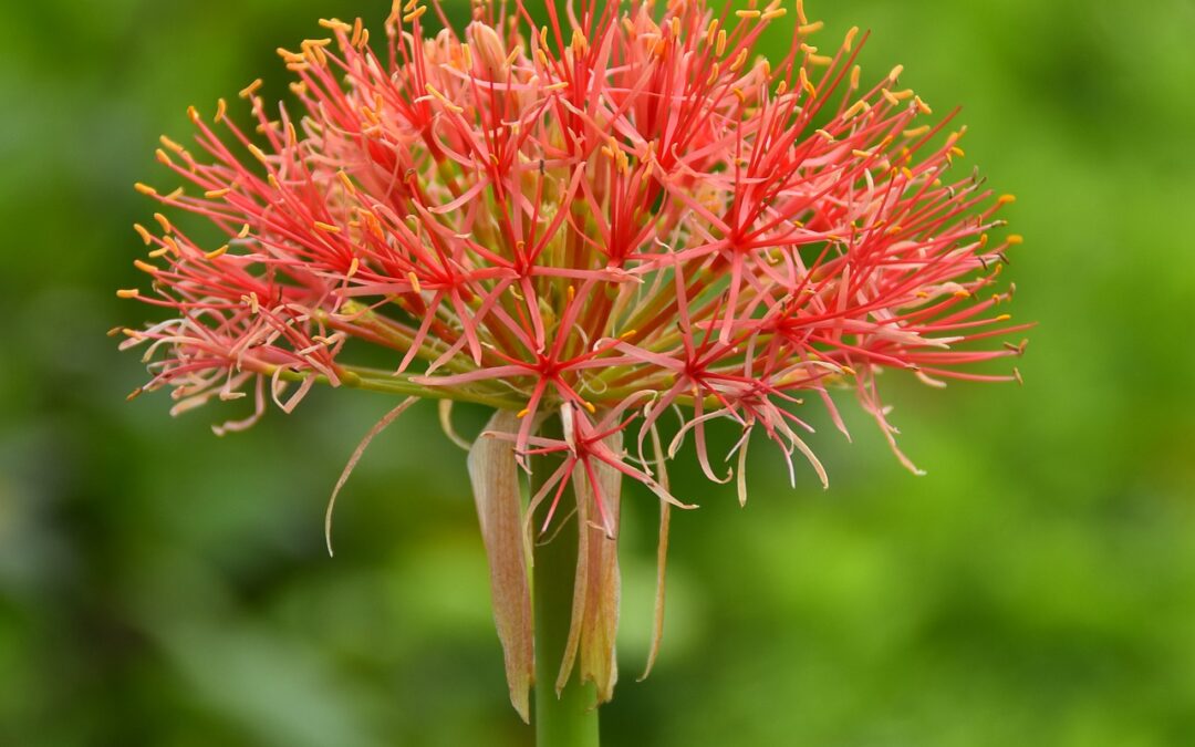Conhece a Flor de Natal?