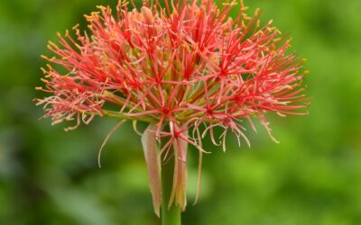 Conhece a Flor de Natal?