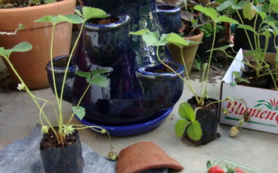 Morangos podem ser plantados em vasos, basta ter sol!