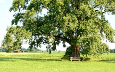 Porque é importante plantar árvores e como escolher a espécie
