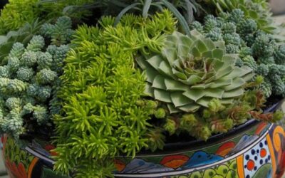 Suculentas em vasos se adaptam a qualquer espaço