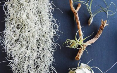 Barba-de-pau? Conheça a bromélia usada no presépio de Natal