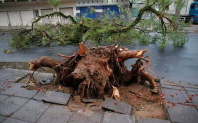 Porque as árvores caem durante o temporal?