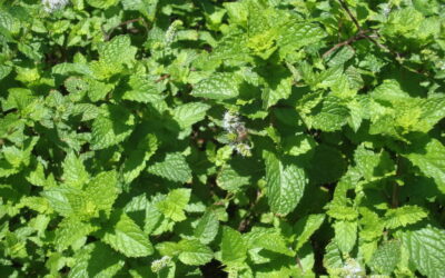 Suco de couve e hortelã cultivadas no jardim é super saudável