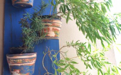 O que fazer quando suas plantas estão com pragas: cochonilhas