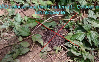 Como usar iscas tóxicas para formigas da maneira certa