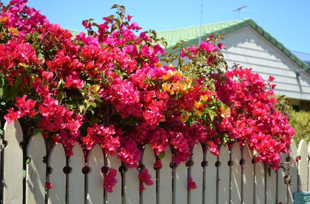 Flores sempre: cultive a planta Bouganvilea
