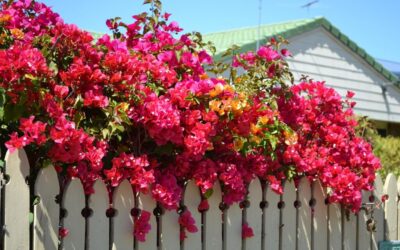 Flores sempre: cultive a planta Bouganvilea