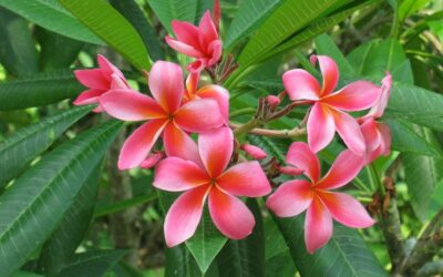 Perfume no jardim? Plante a árvore  Jasmim-manga