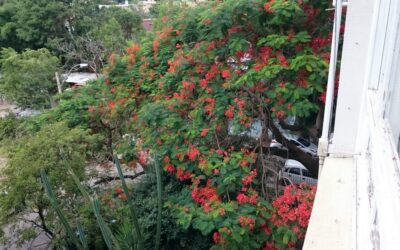 A árvore colorida do verão é o Flamboyant