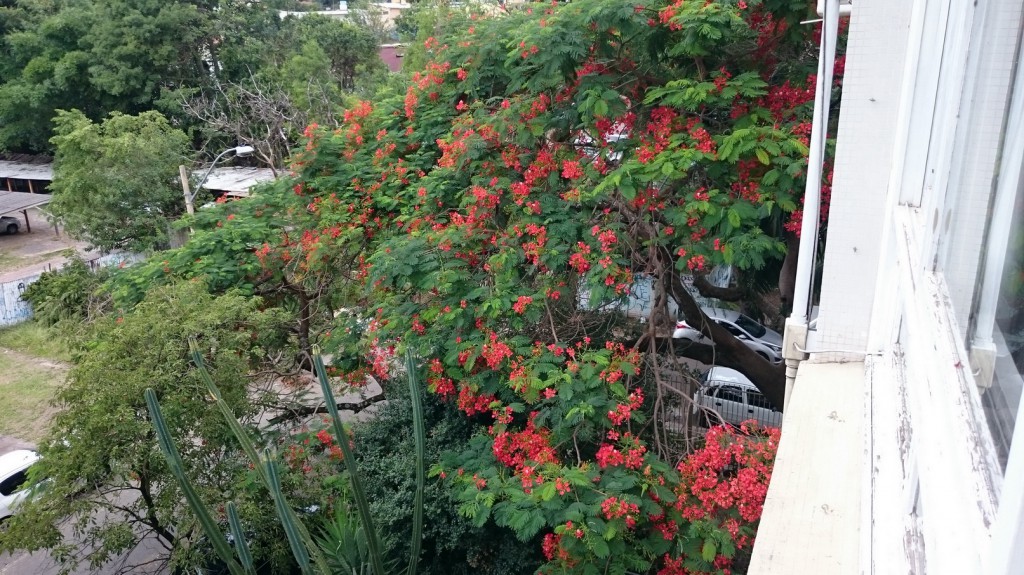 A árvore colorida do verão é o Flamboyant