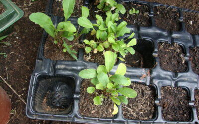 Vamos plantar rúcula em casa sem agrotóxicos?