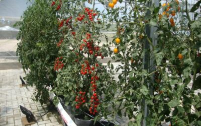 Alface hidropônico X  alface orgânico, sabe a diferença?