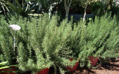 Cultive saúde no jardim com plantas medicinais e temperos