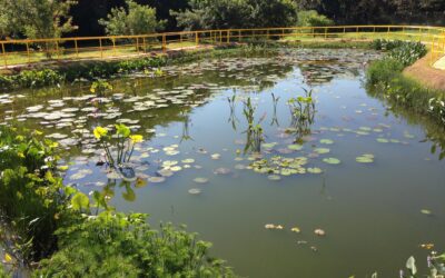 Jardins filtrantes:  tratam rios,  esgotos e  resíduos industriais sem produtos químicos