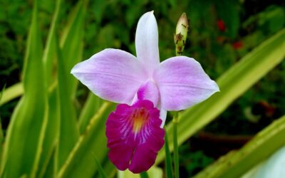 Orquídeas, como não amá-las?