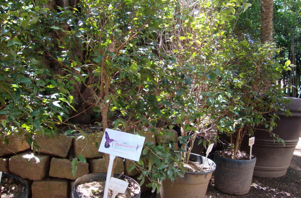 Conhece a “Floresta de bolso” ou minifloresta?
