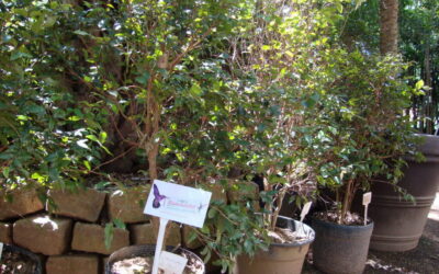 Conhece a “Floresta de bolso” ou minifloresta?