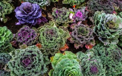 Quer aprender a plantar hortaliças e temperos em casa?