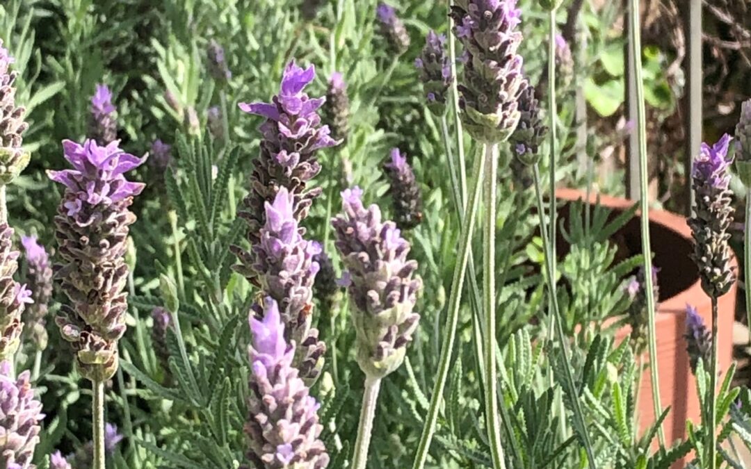 Plantas que gostam do frio:  plante lavandas e tenha flores perfumadas no jardim
