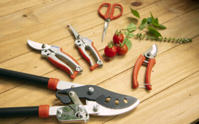 Aprenda como podar as plantas