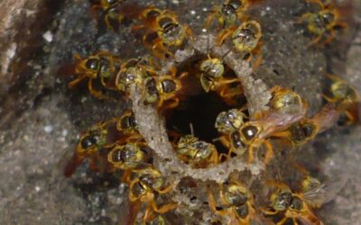 No jardim do Lutzenberger habitavam graxaim, tartarugas, sapos e caranguejeiras