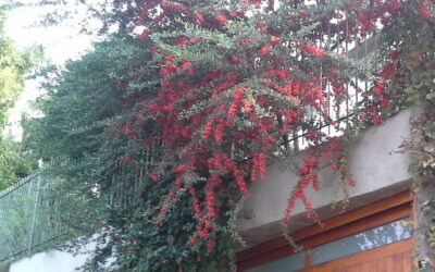 Cerca-viva: arbusto com espinhos, frutos e flores que atraem pássaros e abelhas