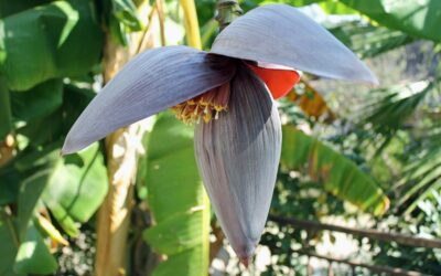 Banana é saúde no jardim de casa!