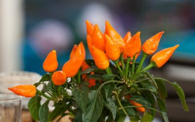 Dicas de presentes para o Dia das Mães: Plantas e acessórios de jardim