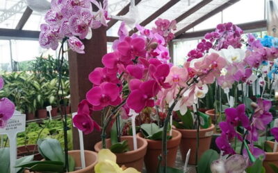 Orquídeas e bromélias cultivadas em muro com jardim vertical